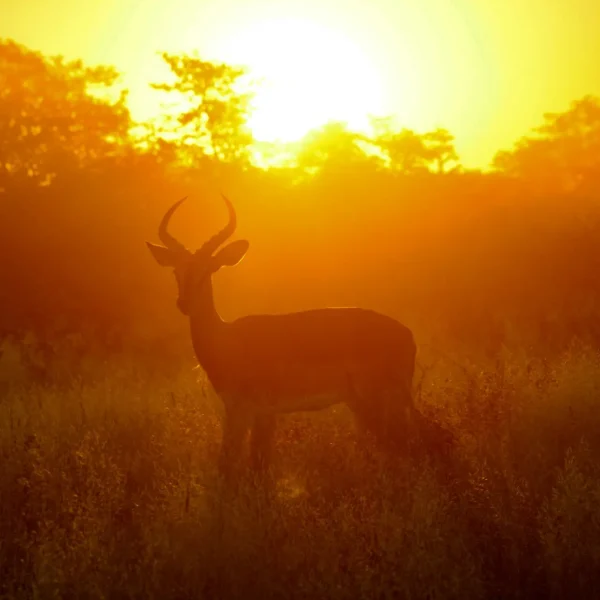 amir-mortezaie-i3XX8rFuSZM-unsplash