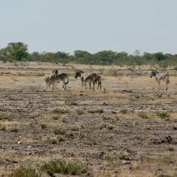 amir-mortezaie-kmhGBsi-nLA-unsplash