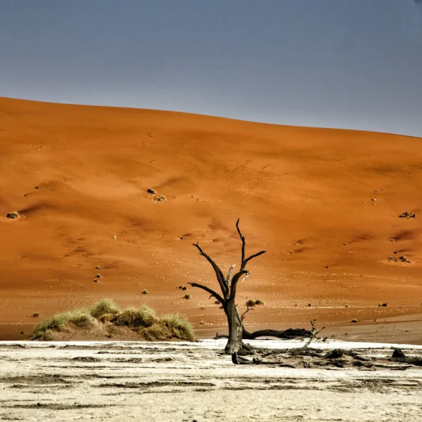 bernd-dittrich-aCLq9UiHSeM-unsplash