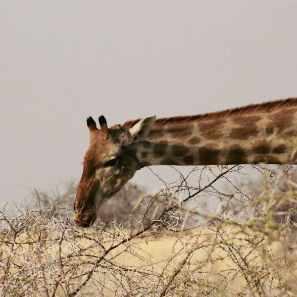 elina-palm-DL8K_w18_fk-unsplash