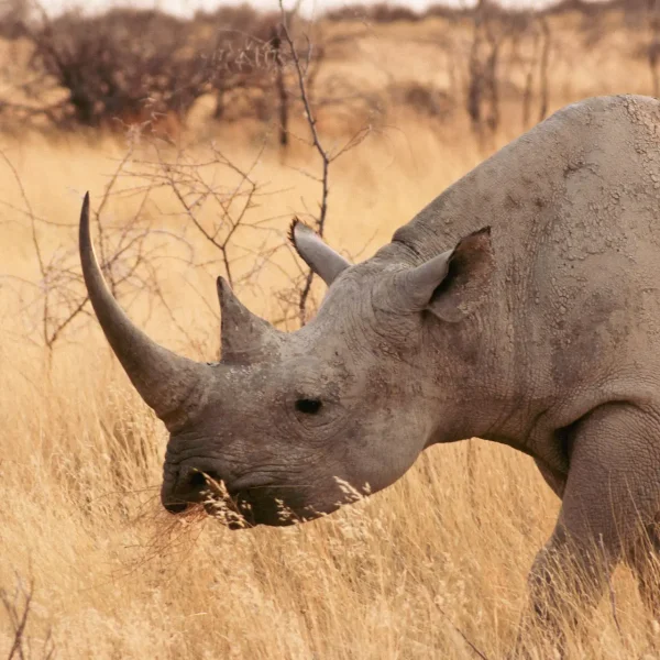 elina-palm-FGYBzlCaMGU-unsplash