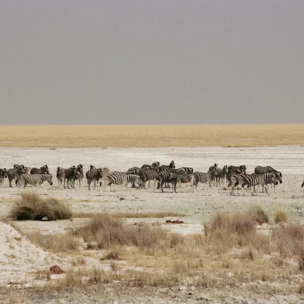 elina-palm-eriGtEtfAI0-unsplash