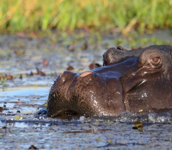 hbieser-hippopotamus-1652902