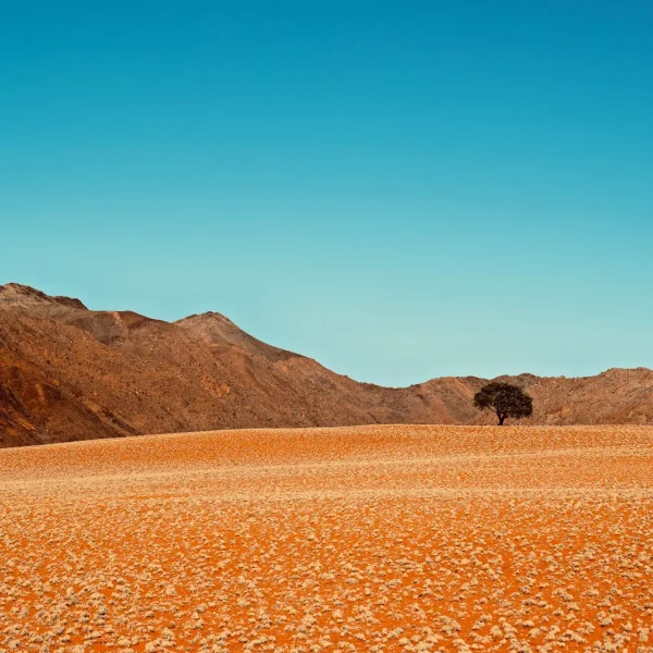 patrick-neill-lyoxo_Xd09U-unsplash